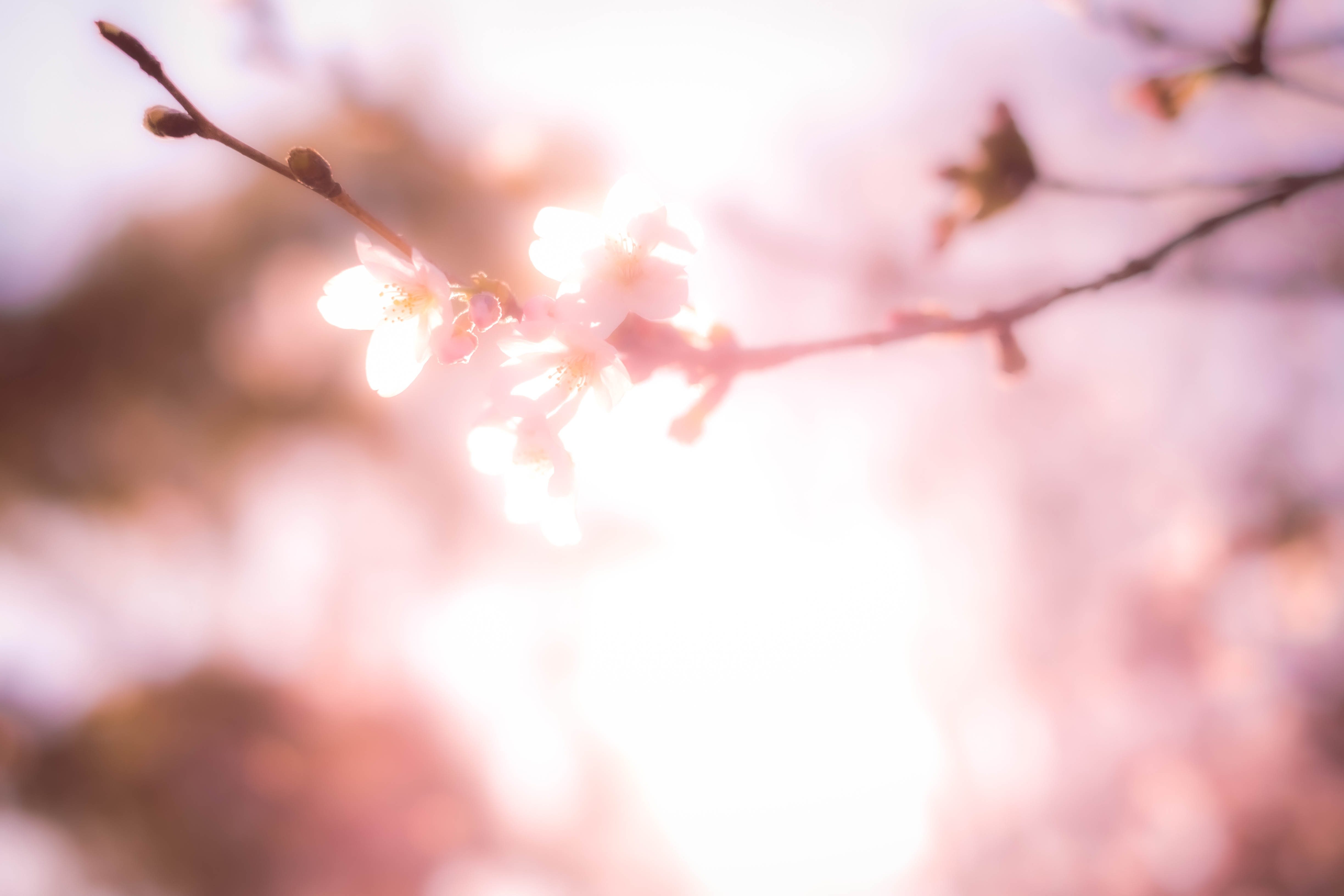 Sakura Blossom